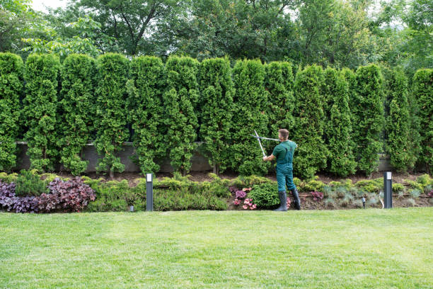 Best Lawn Pest Prevention  in Elbow Lake, MN